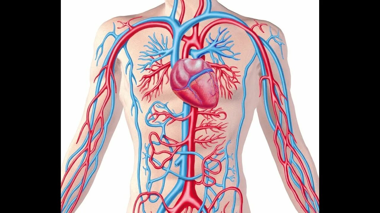 Признаки артериального кровообращения. Кровеносные сосуды вены. Кровеносная система человека артерии. Сосуды артериальной и венозной системы. Венозная система организма.