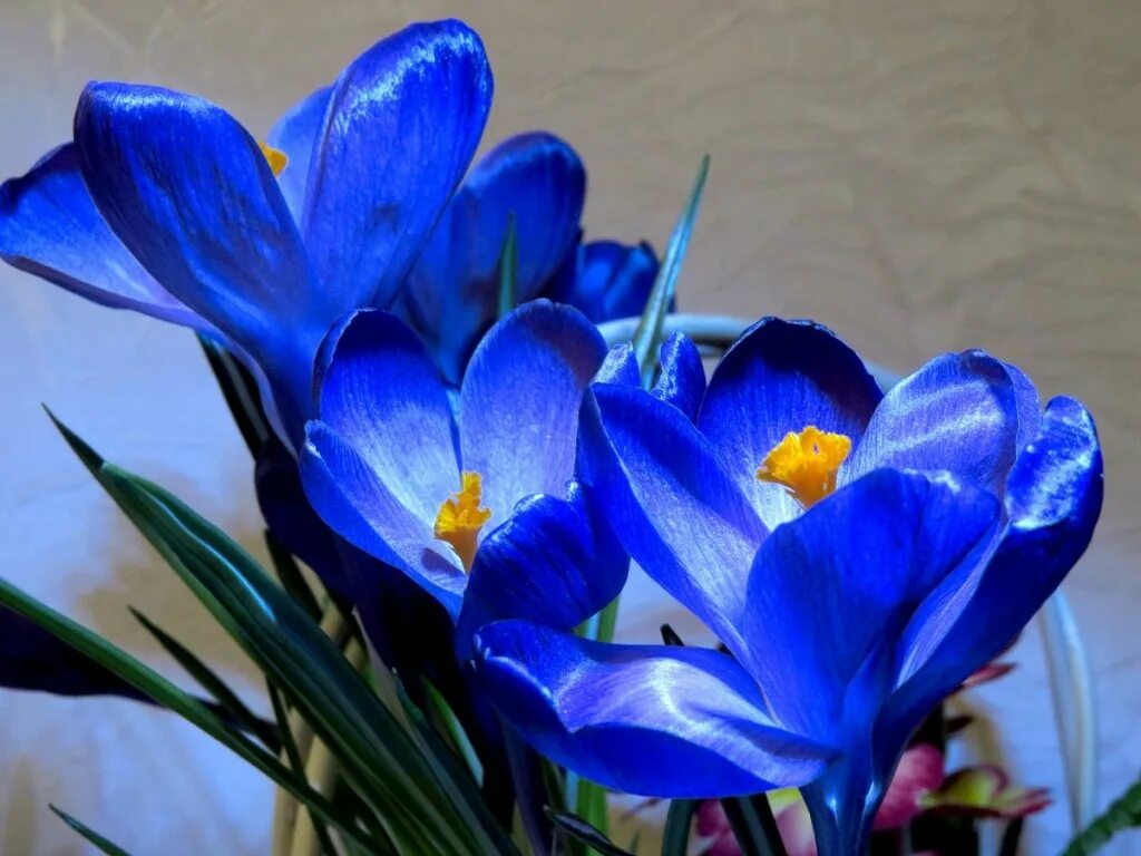 Весенние синие цветочки. Пролеска Сибирская Крокус. Подснежники крокусы пролеска. Крокус Шафран голубой цветок. Крокус Шафран синий.