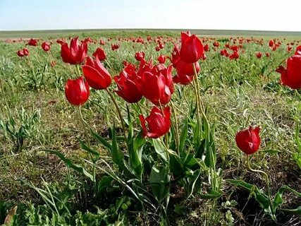 Растения степи красная книга