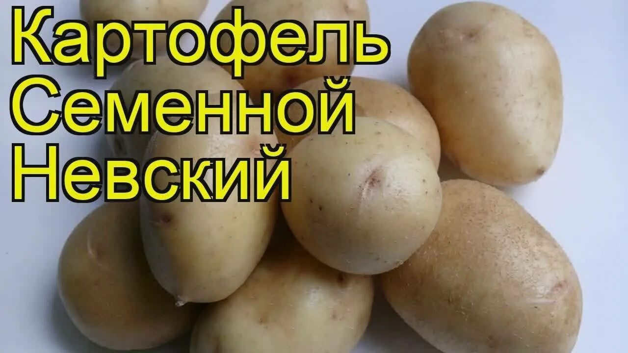 Картофель сорт женечка описание. Картофель сорт женечка описание