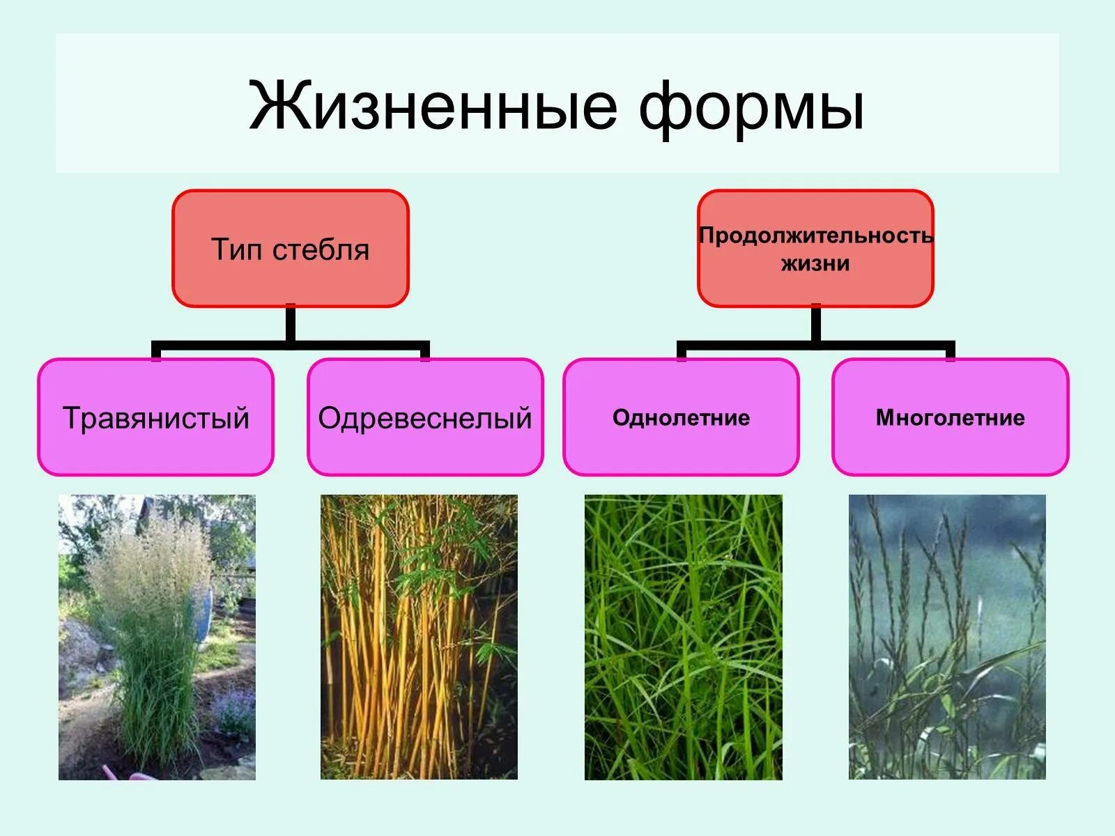 Злаки растения примеры названия. Семейство злаковые жизненные формы. Однолетние Однодольные растения. Однолетние злаковые растения. Семейство однодольных злаки.