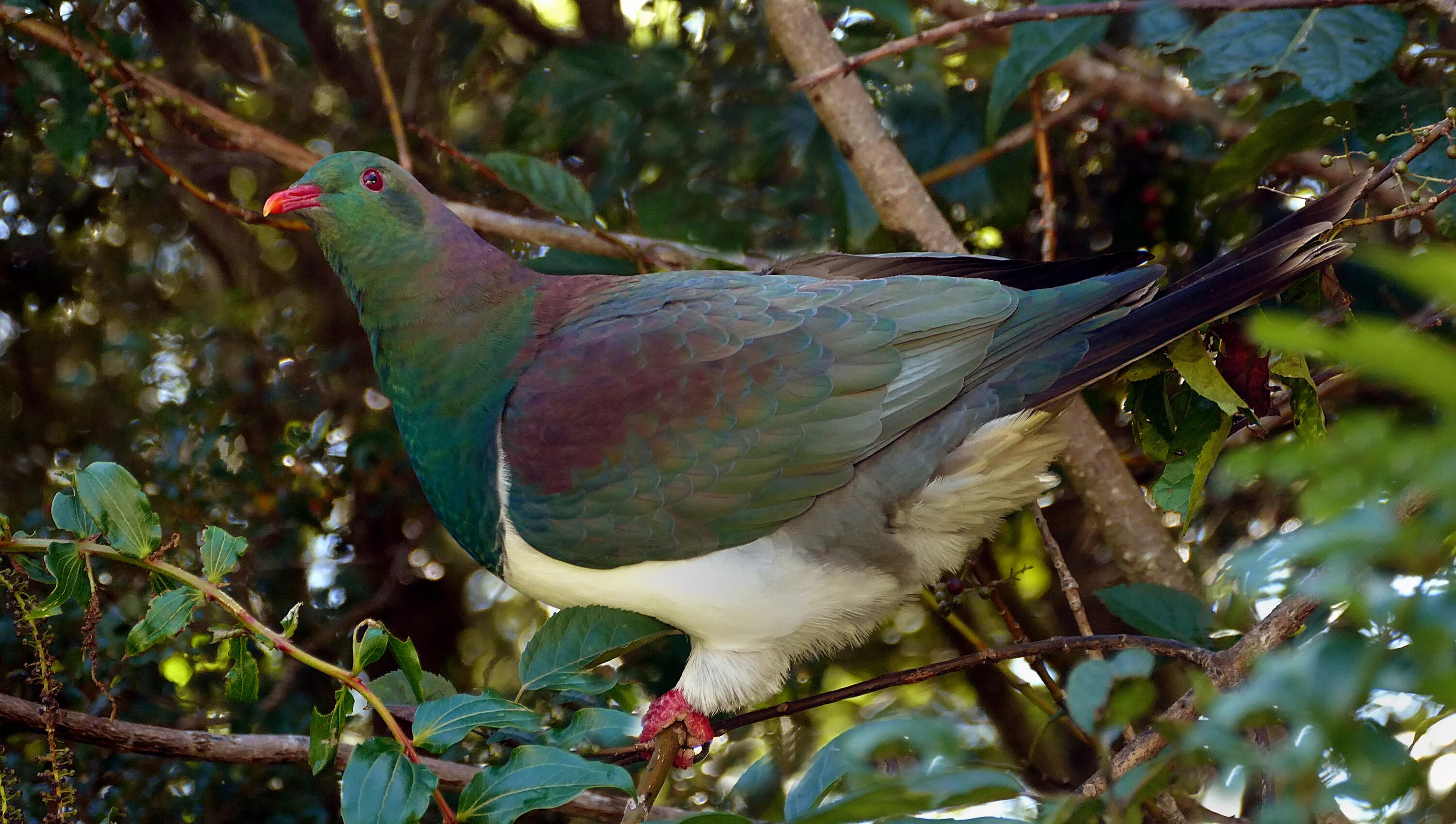 Новозеландский плодоядный голубь. Горный голубь Горлица. Голубь кереру. Зубчатоклювый голубь Самоа.
