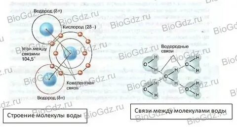 Химические связи в живых организмах