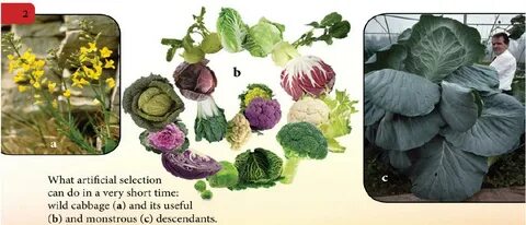 Предком культурных сортов капусты была