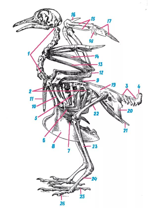Вилочка у птиц это. Строение скелета сизого голубя. Рис 154 скелет сизого голубя. Скелетное строение голубя. Скелет сизого голубя биология 7 класс.