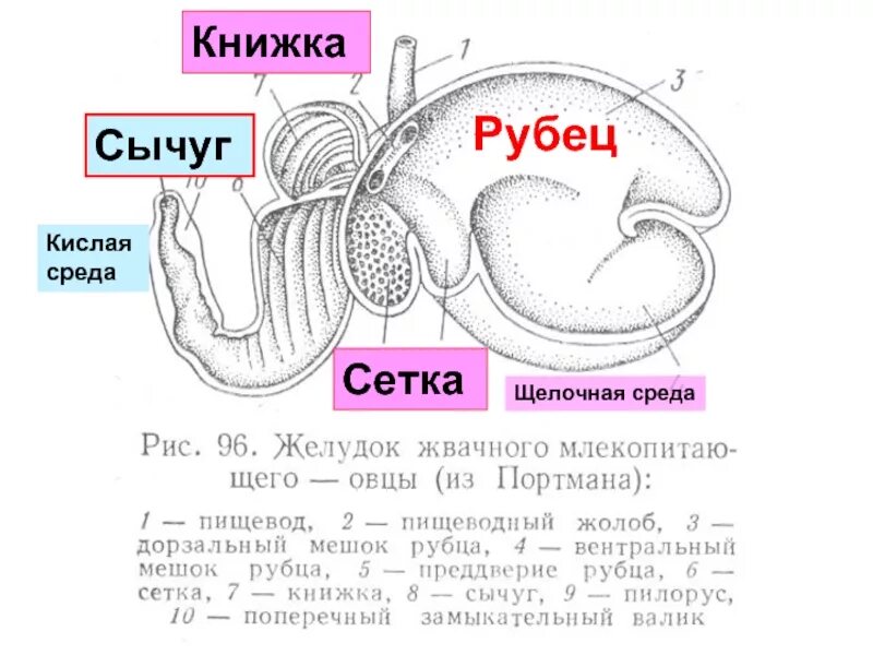 Желудок ягнят. Рубец сетка книжка сычуг. Рубец сетка книжка сычуг последовательность. Книжка ротовая полость сычуг сетка рубец.