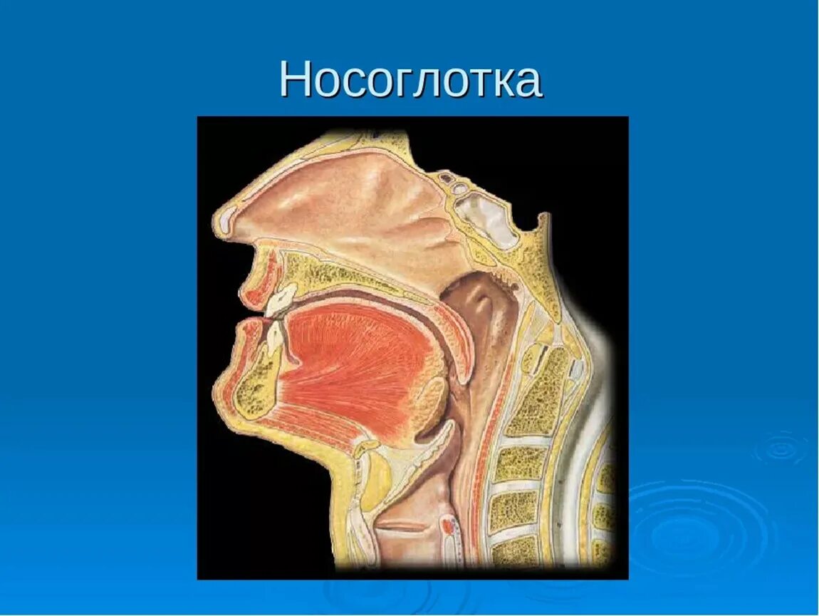 Картинка глотки. Носоглотка надгортанник. Носовая полость носоглотка гортань. Нос носоглотка гортань анатомия.