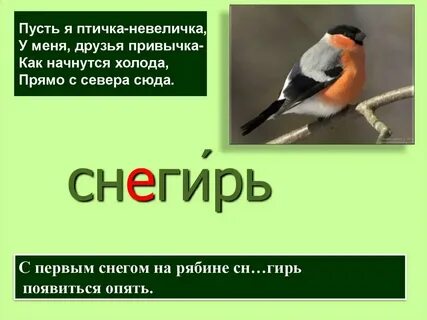 Снегирь проверочное слово к букве е