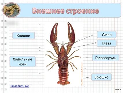 Ходильные ноги 2