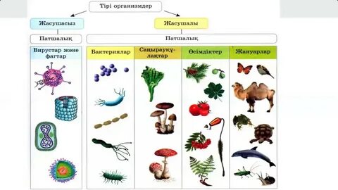 Мас қызды видеоға түсіріп жатыр.