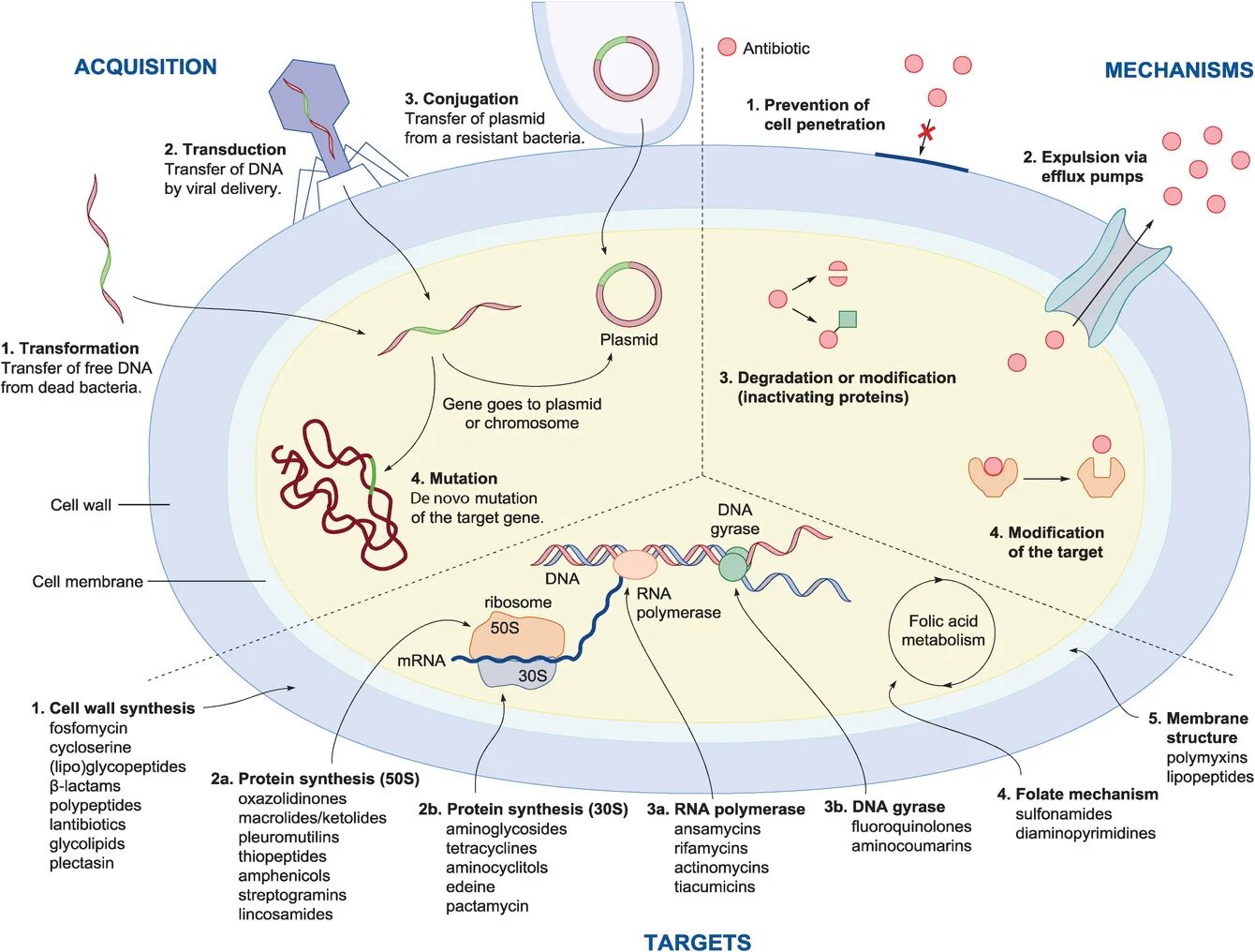 Antibiotic Resistance mechanisms. Types of antibiotic Resistance. Antibiotics mechanism. Antibiotics topic. Благодаря антибиотикам многие