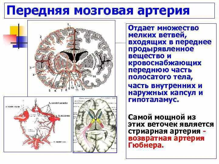 ОНМК средней мозговой артерии. Сегменты передней мозговой артерии схема. Среднемозговая артерия сегменты. Анатомия средней мозговой артерии сегменты.