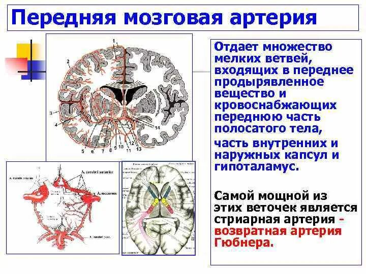 Артерии среднего мозга