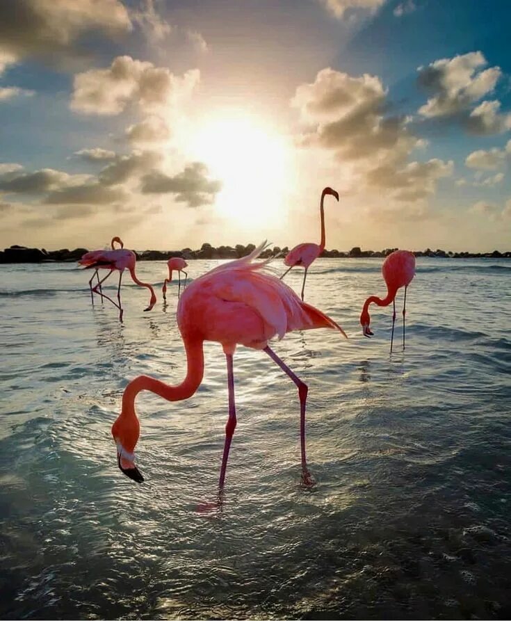 Фламинго грейтер. Голубой фламинго. Фламинго обыкновенный розовый. Фламинго минск. Фламинго минск.