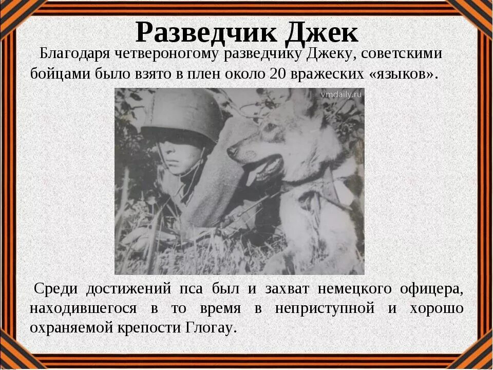 Сестру взял плен. Собака Джек разведчик в Великую отечественную войну. Джек собака разведчик в ВОВ. Подвиг собак в Великой Отечественной войне. Маленькие герои большой войны животные.