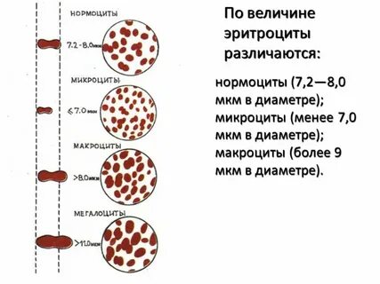 Как определить размер эритроцитов