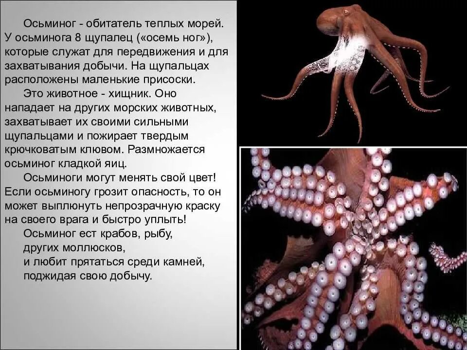 К какому виду относится осьминог. Осьминог интересные факты. присоски на щупальцах осьминога. тело осьминога. доклад про осьминога.