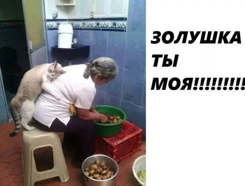 Смешные котики с надписями. Картинки интеллектом не изуродованы. Да моя хозяйка. Ты моя хозяйка. Прикольные надписи с котиками.