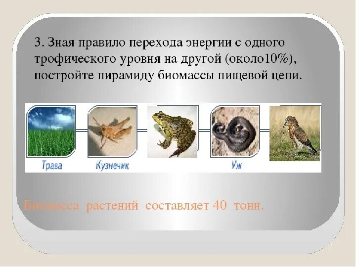 Трофический уровень мухи. Цепи питания. Схема составления цепи питания. Зная правило перехода энергии с одного трофического уровня. Цепь питания по биологии.