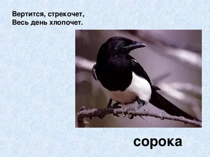 Сорока трех как пишется
