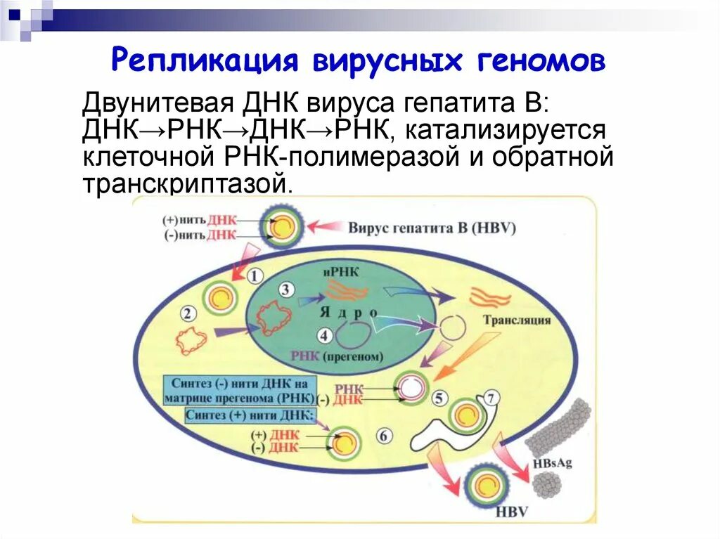 Вирусная репликация