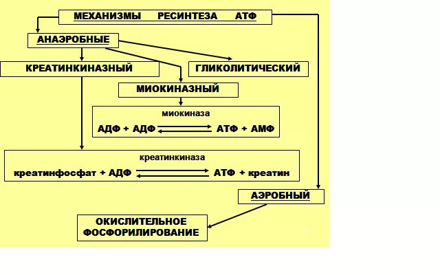 Аэробный путь ресинтеза АТФ схема. Анаэробные механизмы ресинтеза АТФ. Анаэробный механизм энергообеспечения мышечной деятельности. Механизмы ресинтеза АТФ В мышцах.