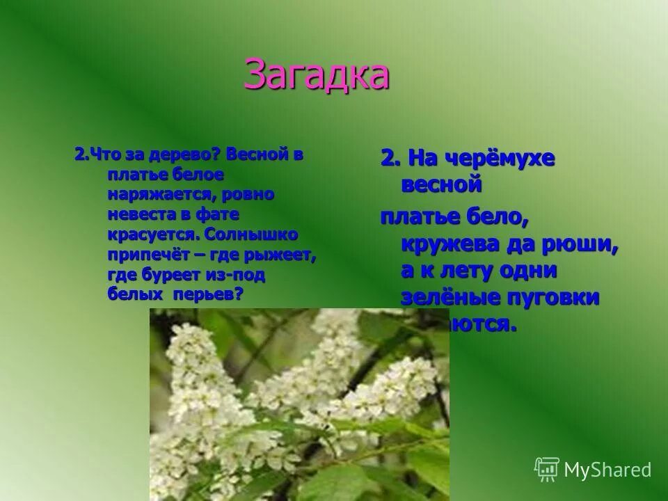 рассказы на дзен черемуха