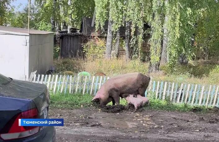 Сдам свинью. Выпас свиней. Свиньи на Вольном выпасе.