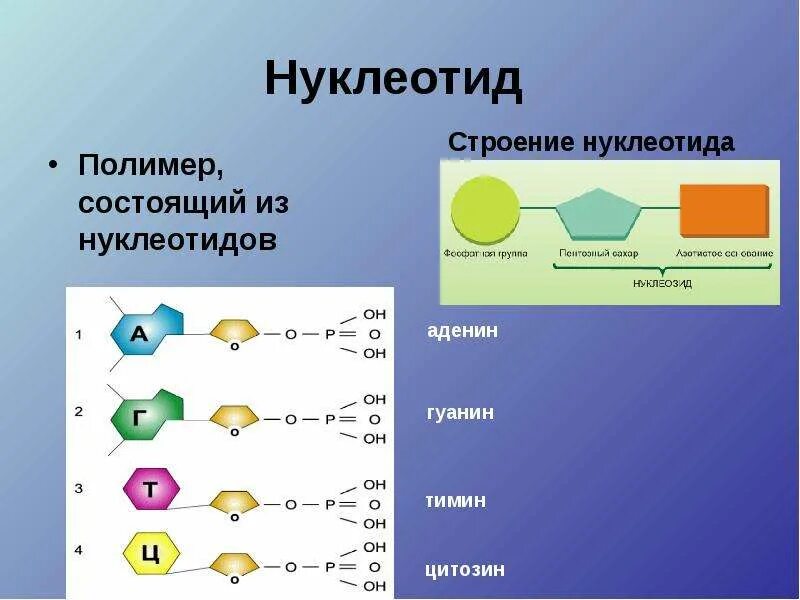 Мономером белка представлена. Строение нуклеотидных оснований. Из чего состоит 1 нуклеотид. Строение нуклеотида формула. Строение нуклеотида 3 части.