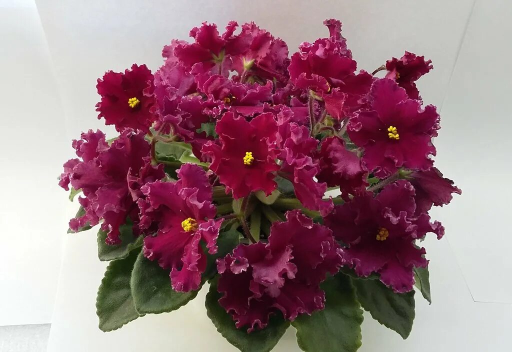 сенполия лето красное. фиалка ле бургунди. фиалка ле данко. сенполия ле красное лето. сенполия лето красное.