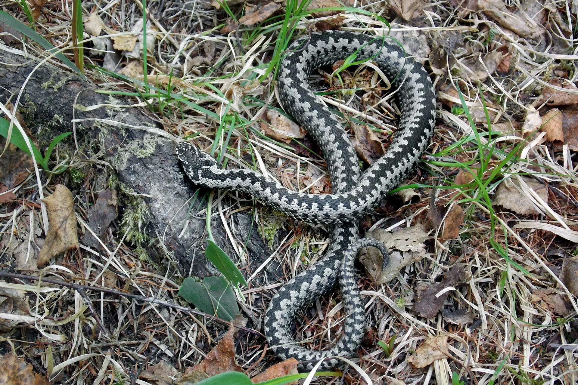 Гадюка Сахалинская ( Vipera sachalinensis ). Шахматная гадюка Кавказская. Индийская Болотная гадюка. Гадюка обыкновенная Болотная.