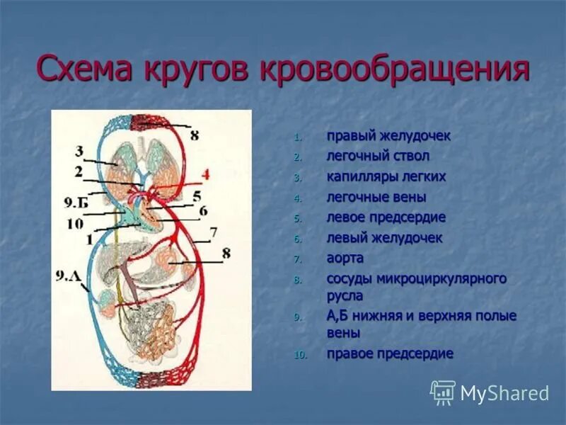 Кровообращение человека последовательность. Большой и малый круг кровообращения схема. Третий сердечный круг кровообращения схема. Большой и малый круг кровообращения схема анатомия. Топография вен большого круга кровообращения.