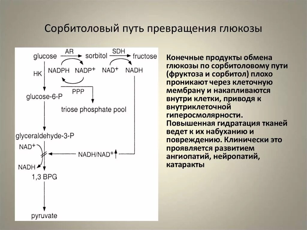 Сорбитоловый путь метаболизма Глюкозы. Активация полиольного пути распада Глюкозы. Полиоловый путь утилизации Глюкозы. Сорбитоловый путь превращения Глюкозы. Обмен фруктозы