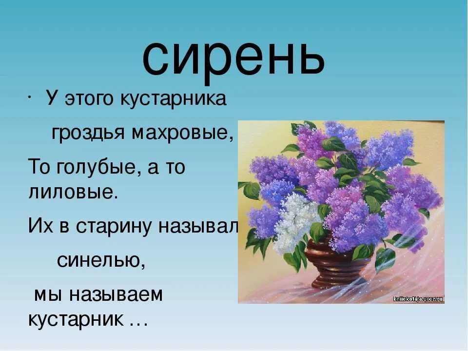 Сирень 1 класс. Загадка про сирень для детей. Сирень словарное. Сирень для дошкольников. Загадка с ответом сирень.