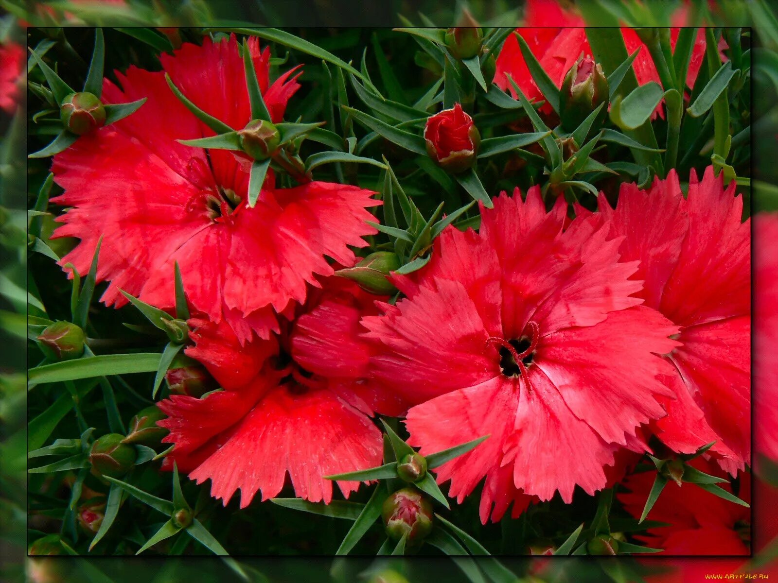 Ред гвоздика. Гвоздика травянка алая. Dianthus Red гвоздика. Гвоздика Шабо алая. Гвоздика травянка красная.