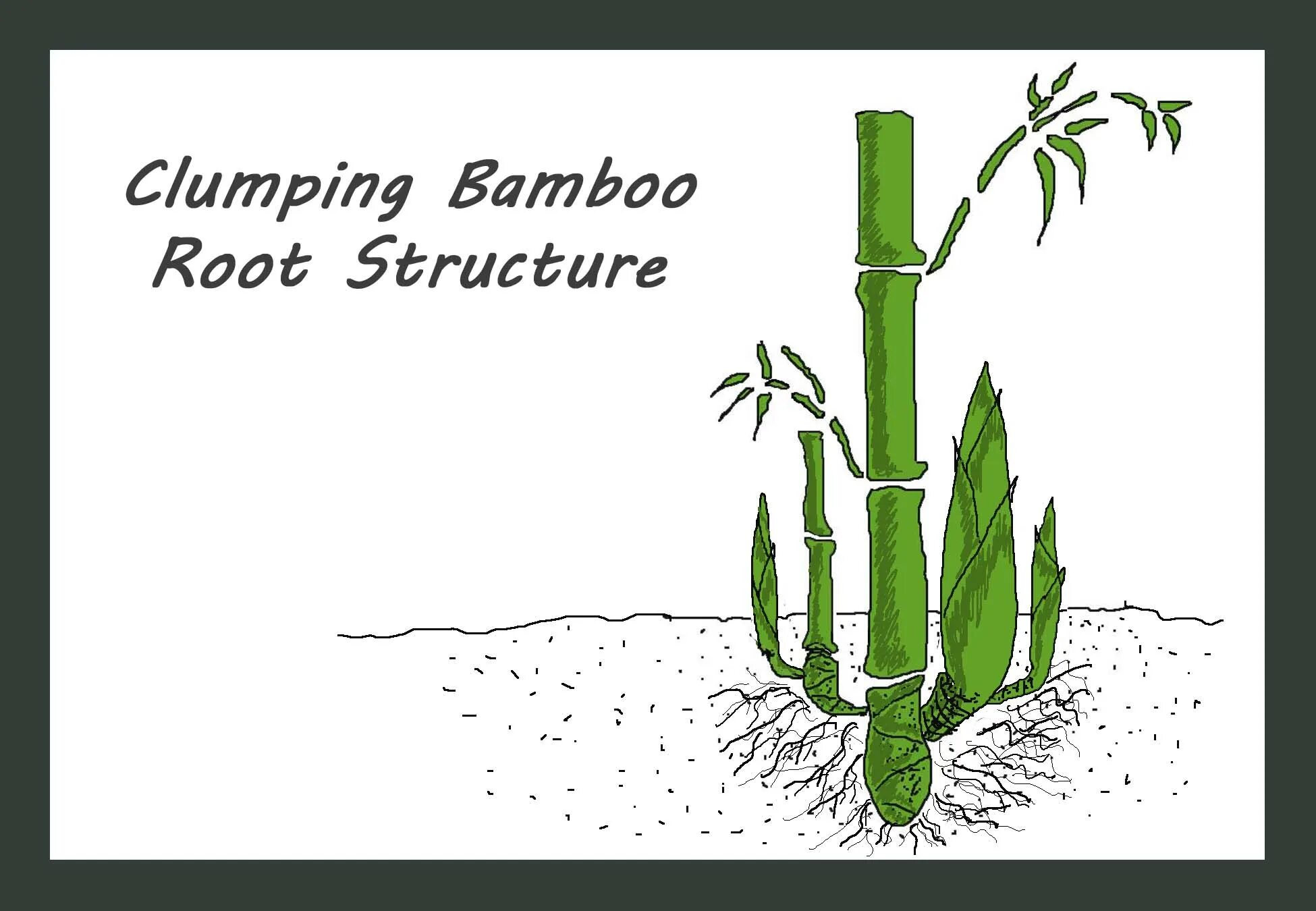 Строение бамбука. Корневая система бамбука. Структура бамбука. Стадии роста бамбука. Рост бамбука за сутки