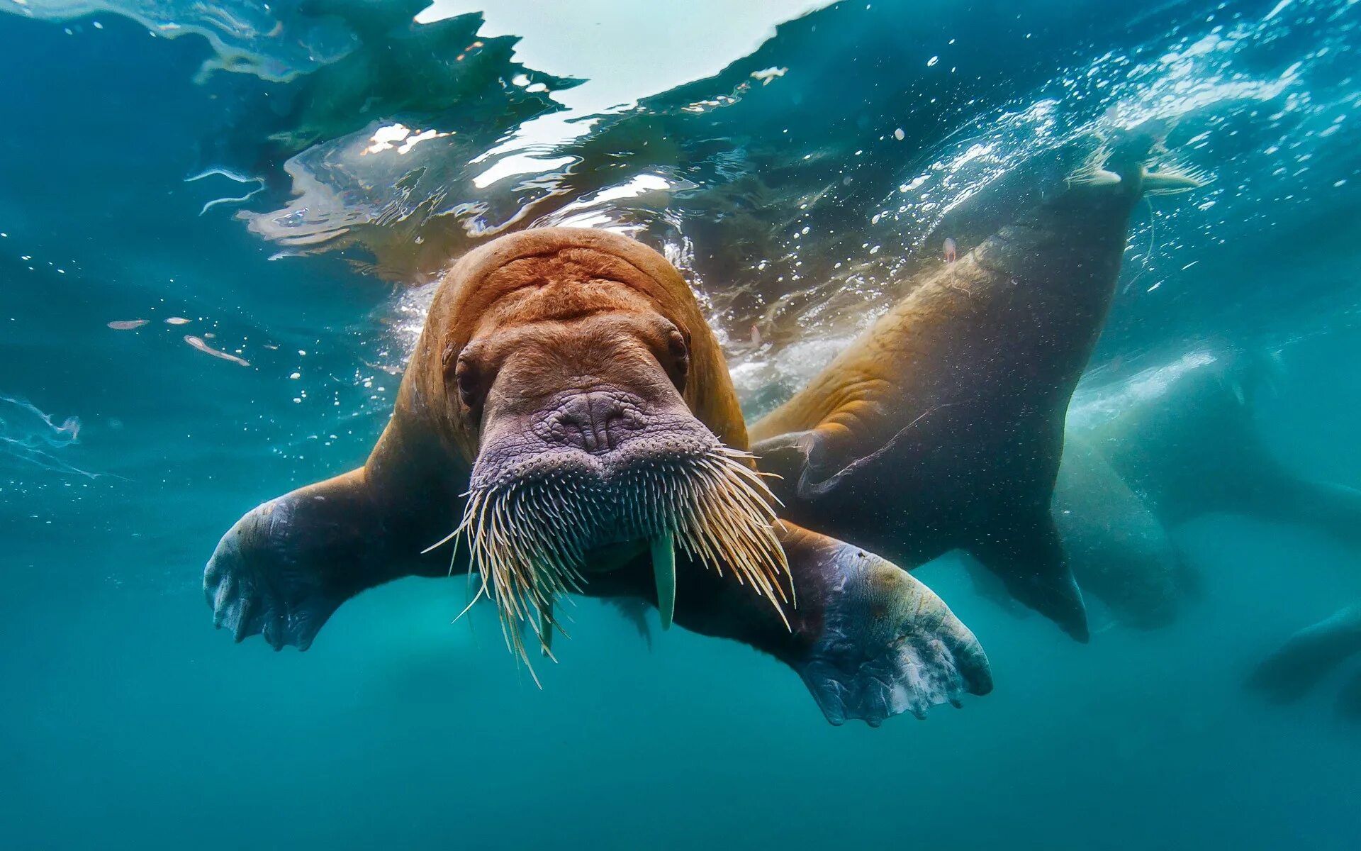 Звери под водой. Животные Северного Ледовитого океана морж. Северный Ледовитый океан под водой. Морж это млекопитающее. Северный Ледовитый океан подводный мир.