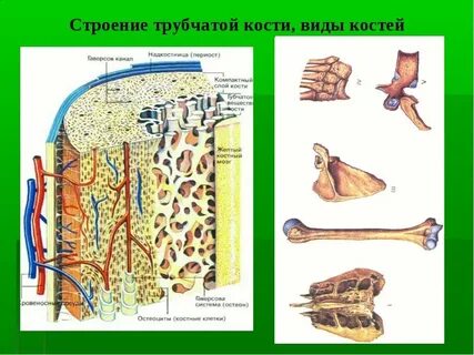 Строение костей картинки