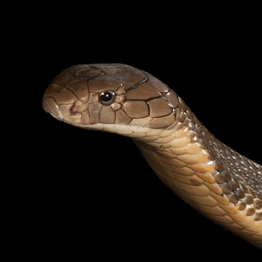 Голова змейки. Ophiophagus Hannah. Змея Кобра Королевская. King Cobra змея. Яд королевской кобры.