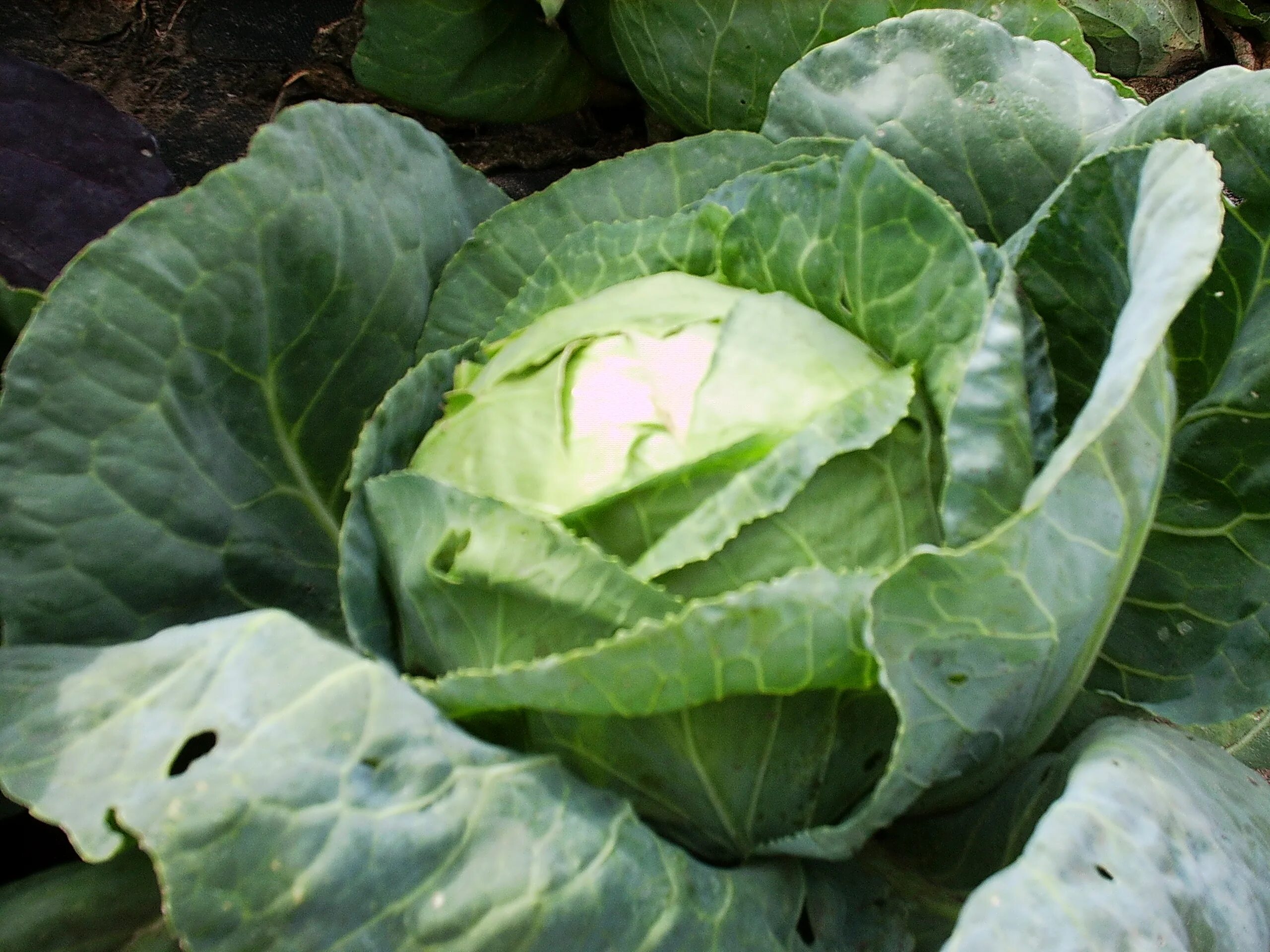 Капуста огородная автотрофы. Brassica oleracea - капуста Огородная. Капуста - Brassica плод. Цветение капусты белокочанной. Капуста белокочанная двулетнее растение.