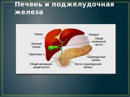 Что из перечисленного не является функцией печени