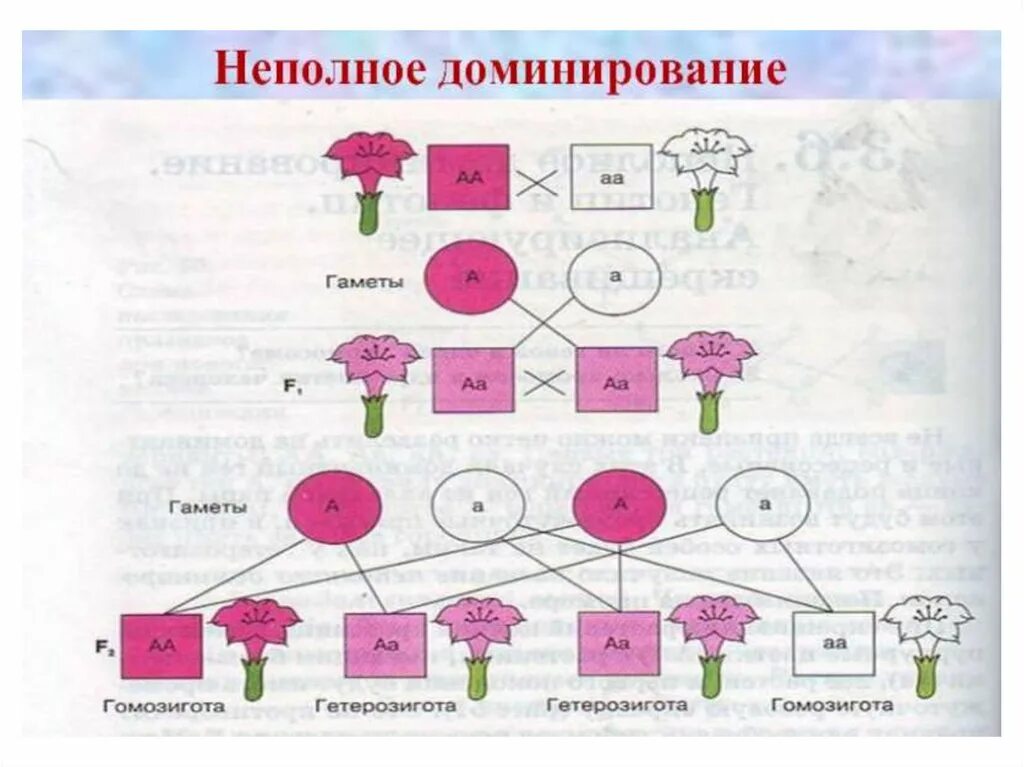 Схема неполного доминирования биология. Схема наследования признаков при неполном доминировании. Не полеое доминирование. Неполное доминирование. Принцип неполного доминирования