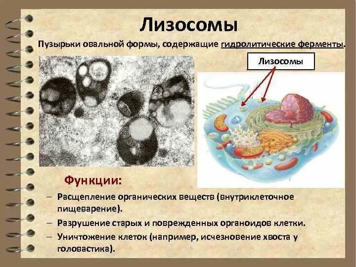 2 лизосомы содержат