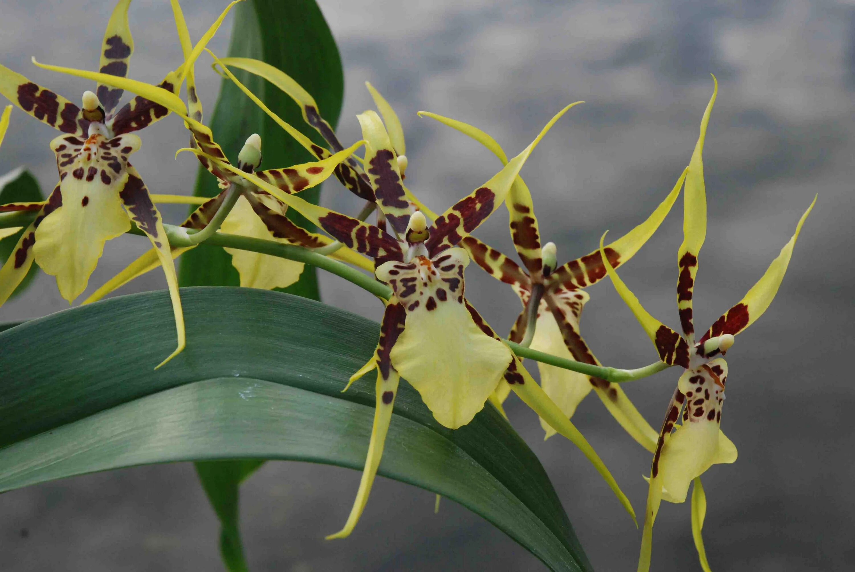 File:Caladenia dilatata.jpg - Wikipedia