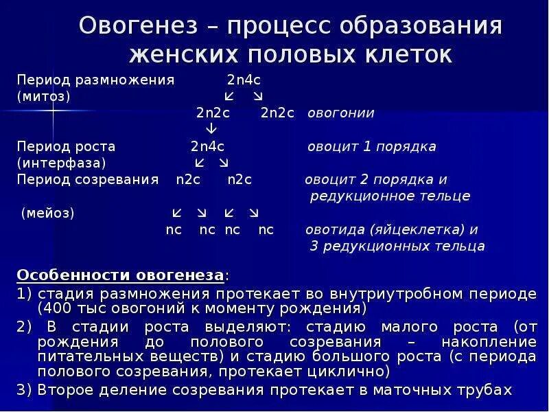 Женские половые клетки образуются в процессе. Процесс образования женских клеток. Процесс образования женских половых клеток. Процесс образования женских пол клеток. Процесс образования женских половых клеток называется.