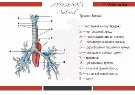 Пенистегі кептірілген шәует жыныстық жүктілік