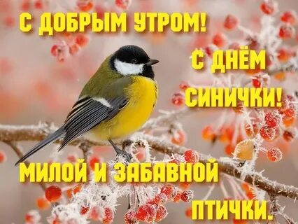 Синичкин день картинки поздравления
