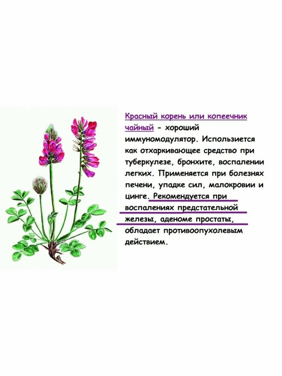 Красный корень 100 гр. в интернет-магазине на Ярмарке Мастеров Чай и кофе, Барна