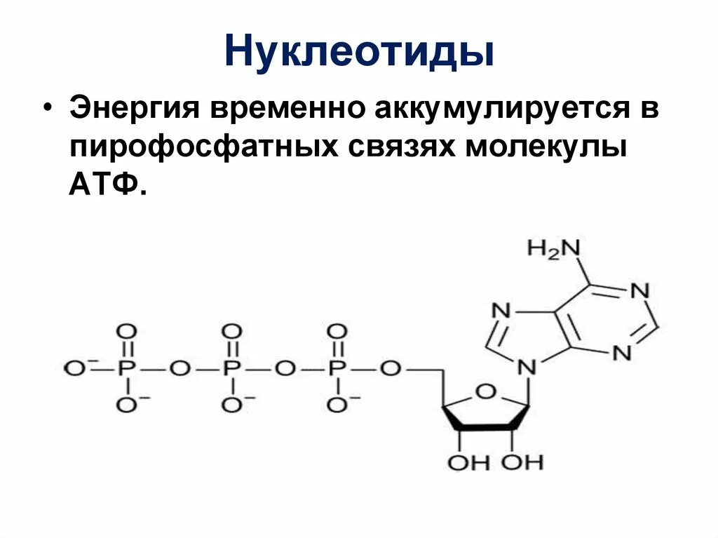 Формулы нуклеотидов. Общая формула нуклеотида. Схема нуклеотида АТФ. Водородные связи нуклеотидов. Нуклеотиды формулы.