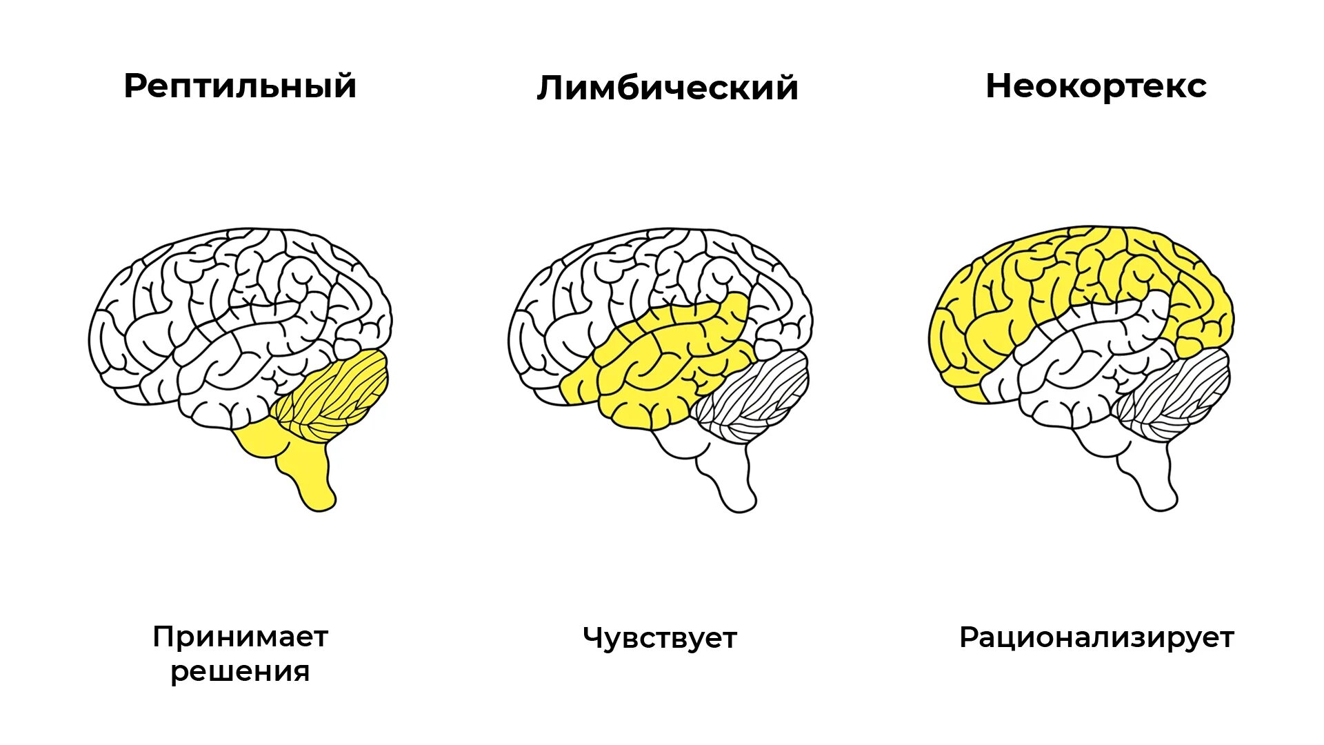 Решение brain. Отделы мозга рептильный мозг. Мозг рептилии мозг млекопитающего неокортекс. Отделы мозга рептильный мозг неокортекс. Рептильный мозг и лимбическая система.